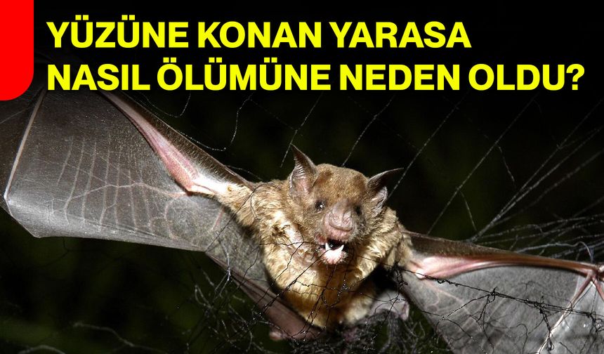Yüzüne konan yarasa nasıl ölümüne neden oldu?