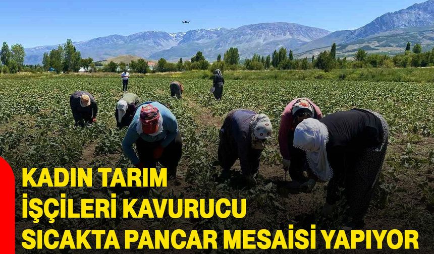 Kadın tarım işçileri kavurucu sıcakta pancar mesaisi yapıyor
