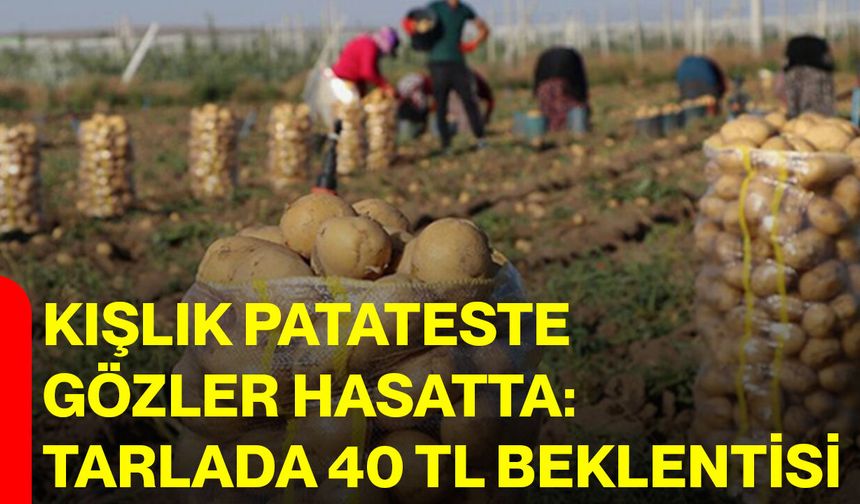 Kışlık patateste gözler hasatta: Tarlada 40 TL beklentisi