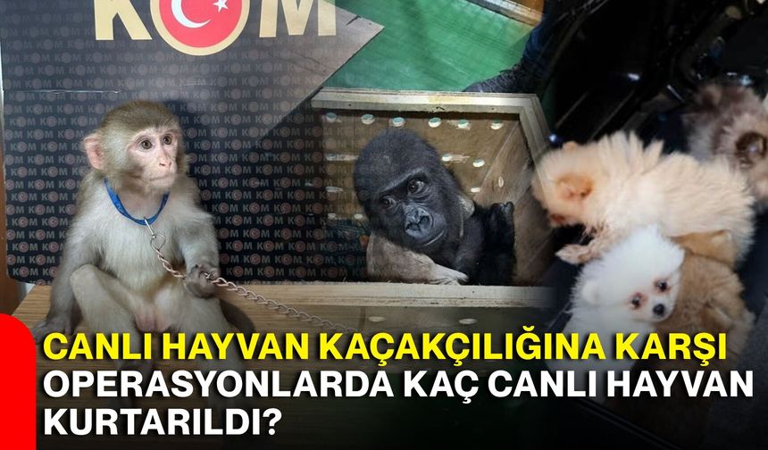 Canlı hayvan kaçakçılığına karşı operasyonlarda kaç canlı hayvan kurtarıldı?