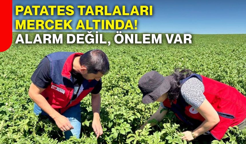 Patates tarlaları mercek altında! Alarm Değil, önlem var