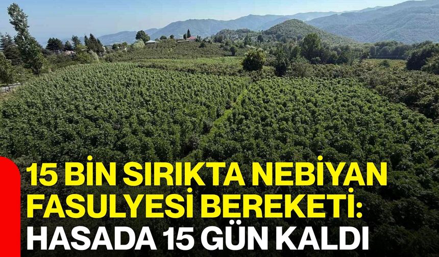15 bin sırıkta Nebiyan fasulyesi bereketi: Hasada 15 gün kaldı