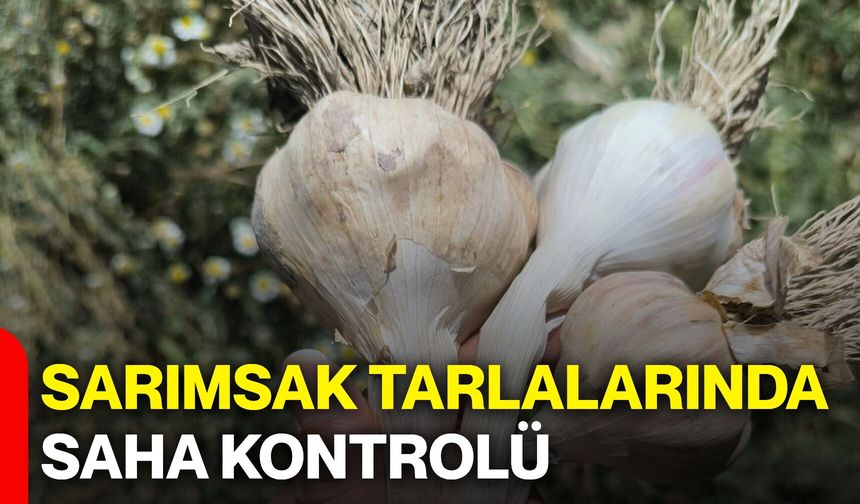 Sarımsak tarlalarında saha kontrolü