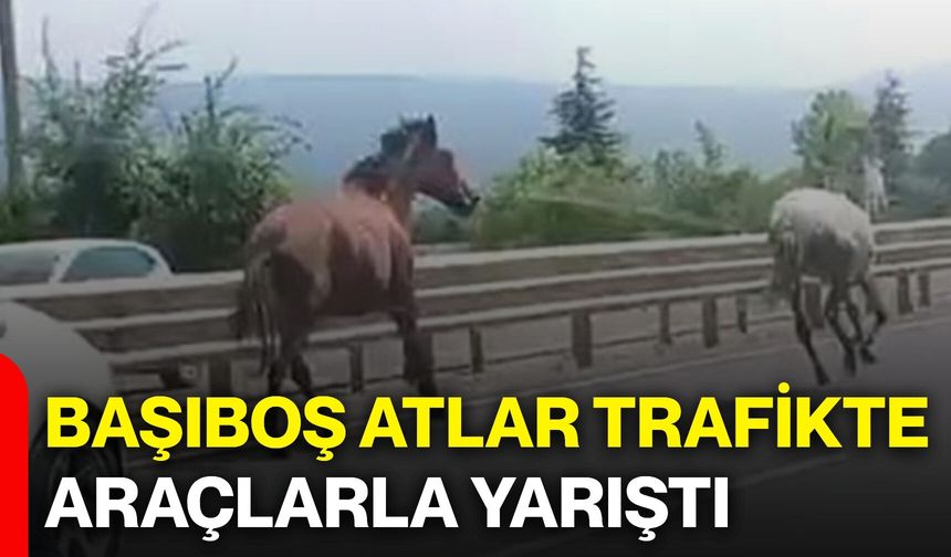 Başıboş atlar trafikte araçlarla yarıştı: Yol adeta hipodroma döndü