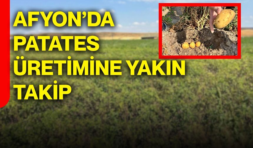 Afyonkarahisar’da patates üretimine yakın takip