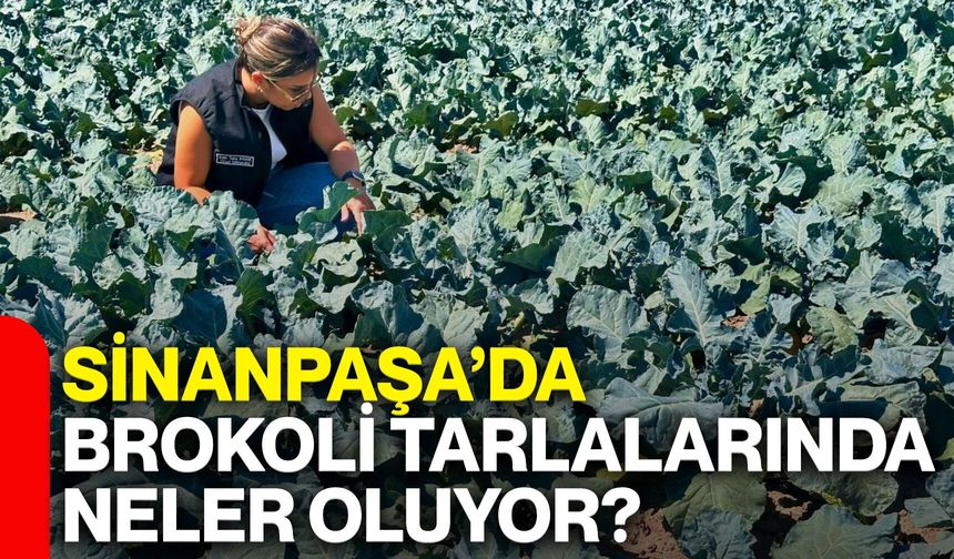 Sinanpaşa’da brokoli tarlalarında neler oluyor? Kontroller sıklaştırıldı