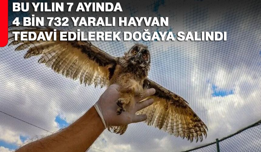 Bu yılın 7 ayında 4 bin 732 yaralı hayvan tedavi edilerek doğaya salındı