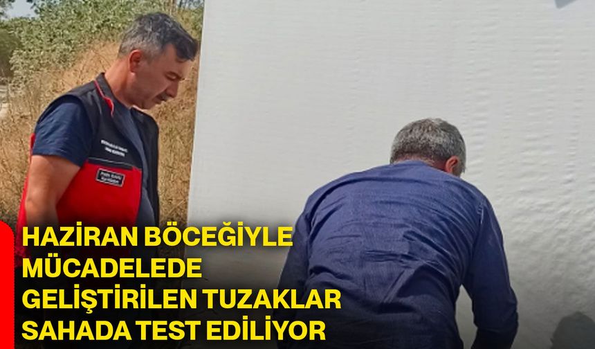 Haziran böceğiyle mücadelede geliştirilen tuzaklar sahada test ediliyor