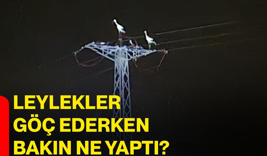 Leylekler göç ederken bakın ne yaptı?