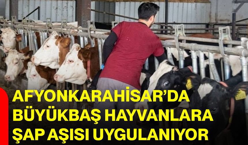 Afyonkarahisar’da büyükbaş hayvanlara şap aşısı uygulanıyor