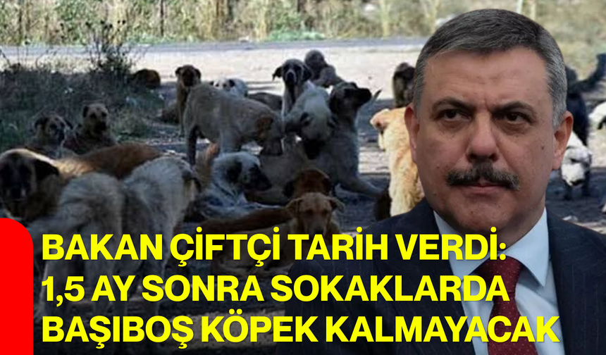 Bakan Çiftçi tarih verdi: 1,5 ay sonra sokaklarda başıboş köpek kalmayacak