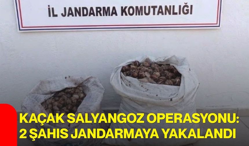 Kaçak salyangoz operasyonu: 2 şahıs jandarmaya yakalandı