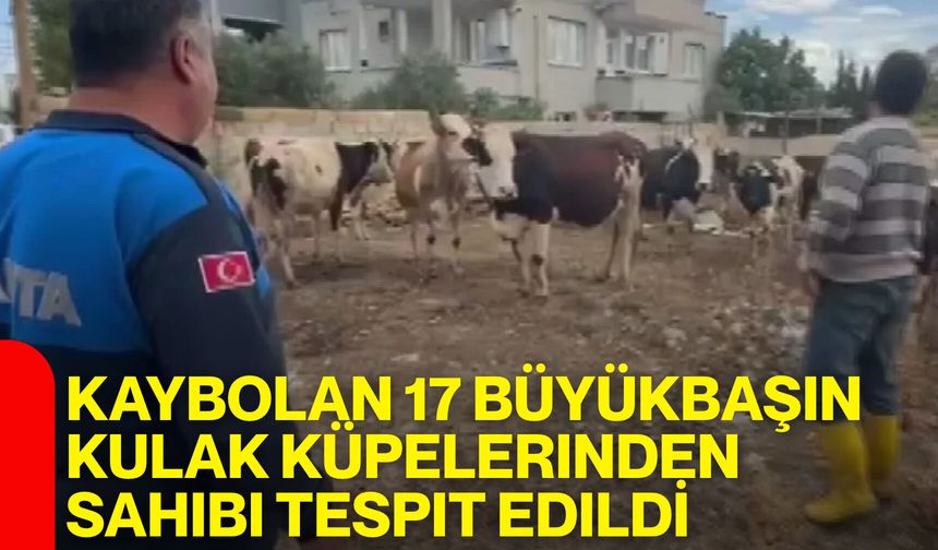 Kaybolan 17 büyükbaşın, kulak küpelerinden sahibi tespit edildi