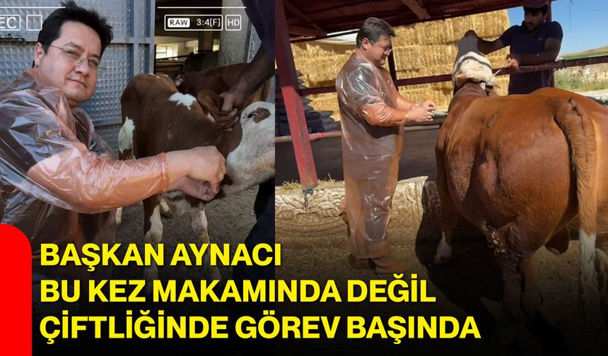 Başkan Aynacı bu kez makamında değil, çiftliğinde görev başında