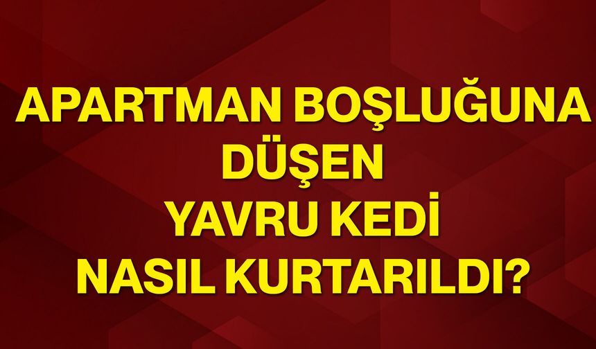 Apartman boşluğuna düşen yavru kedi nasıl kurtarıldı?