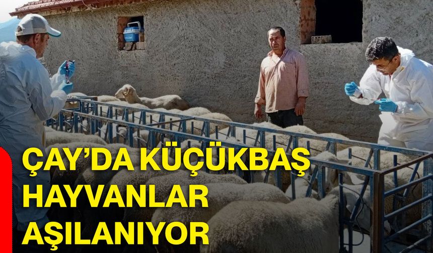 Çay’da küçükbaş hayvanlar aşılanıyor
