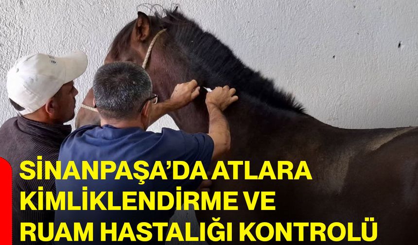 Sinanpaşa’da atlara kimliklendirme ve ruam hastalığı kontrolü