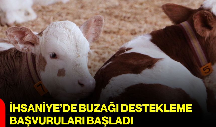 İhsaniye’de buzağı destekleme başvuruları başladı