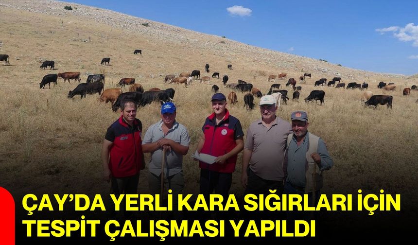 Çay’da yerli kara sığırları için tespit çalışması yapıldı