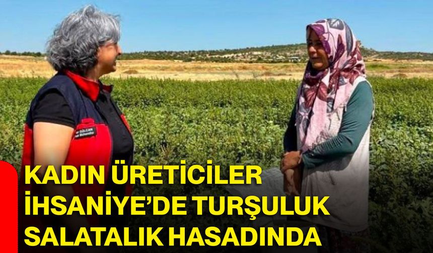Kadın üreticiler İhsaniye’de turşuluk salatalık hasadında