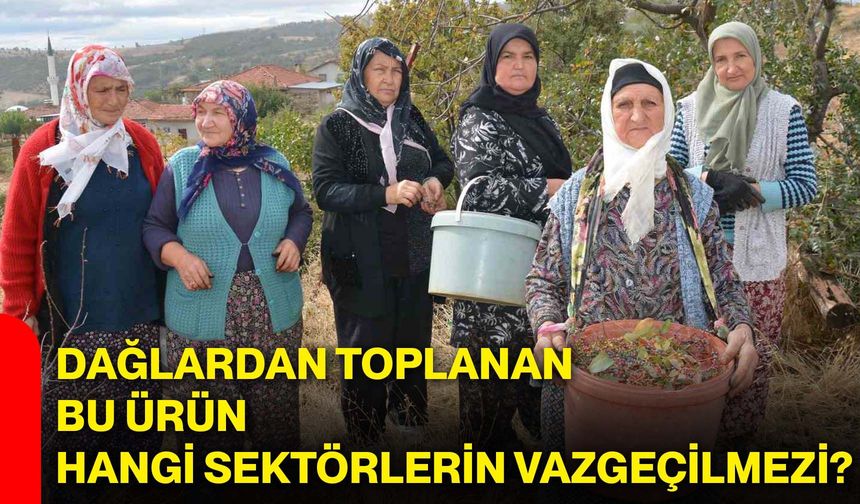 Dağlardan toplanan bu ürün hangi sektörlerin vazgeçilmezi?