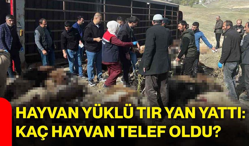 Hayvan yüklü tır yan yattı: Kaç hayvan telef oldu?