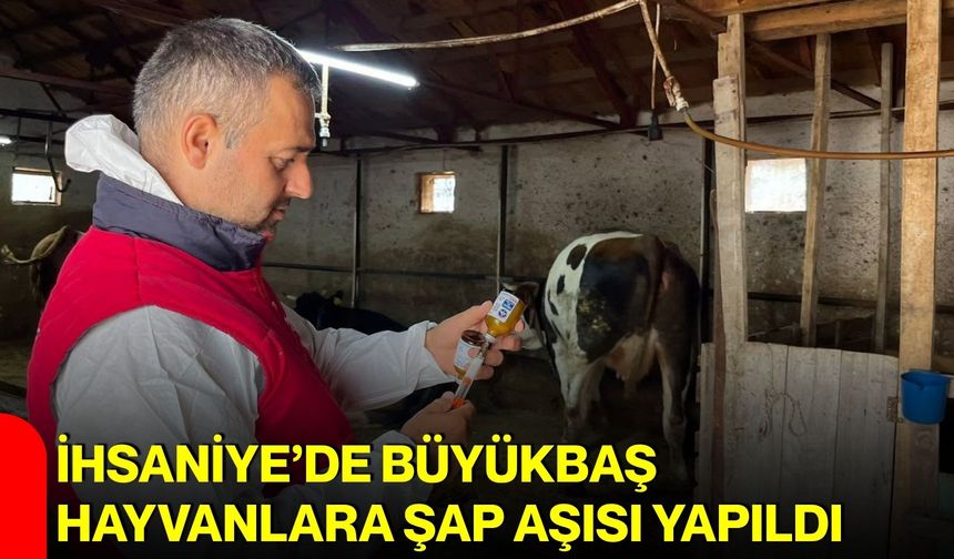 İhsaniye’de büyükbaş hayvanlara şap aşısı yapıldı
