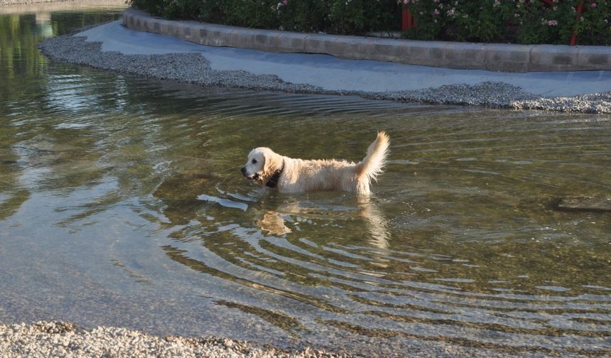 Sıcaktan bunalan sevimli köpek çözümü süs havuzunda buldu