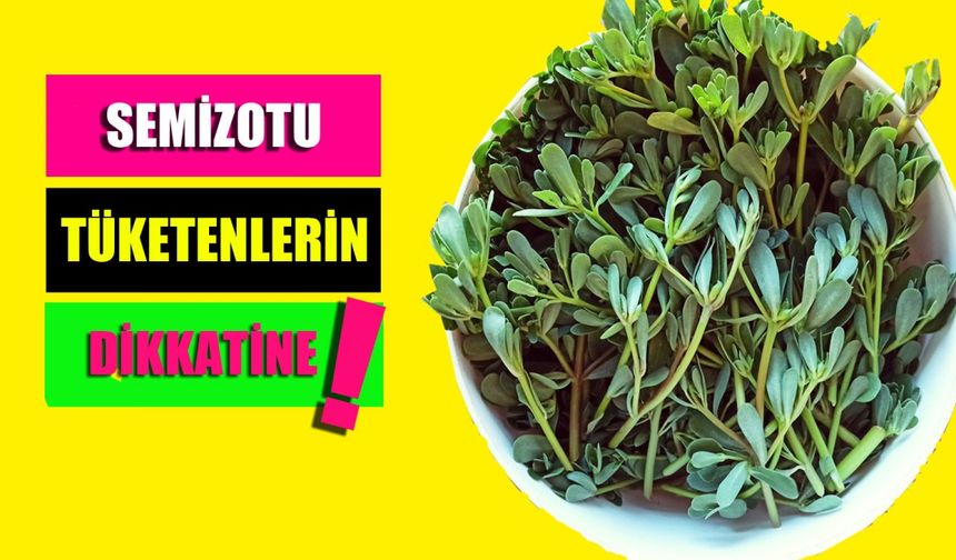 Semizotu tüketenlerin dikkatine!