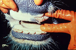 250Px Foot And Mouth Disease In Mouth