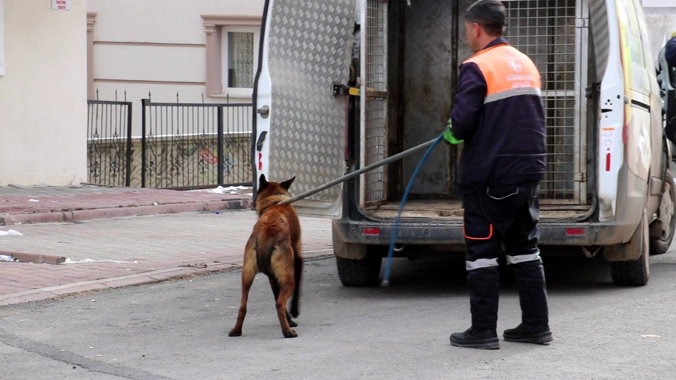 köpek dehşeti