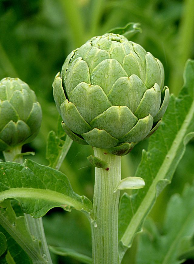 Artichoke J1