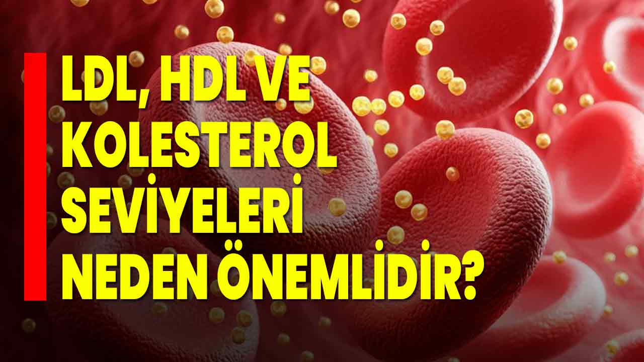 LDL, HDL ve Kolesterol Seviyeleri Neden Önemlidir? - Afyon Haber Odak ...