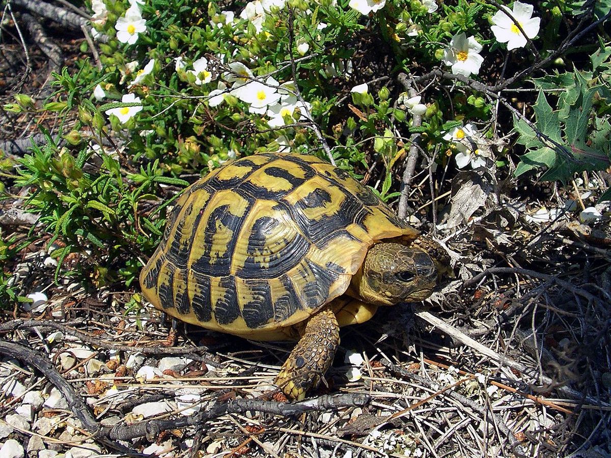 1200Px Testudo Hermanni Hermanni Mallorca 02