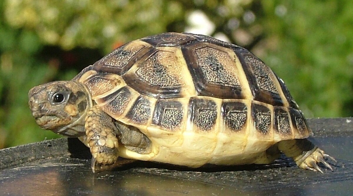 Testudo Hermanni Boettgeri