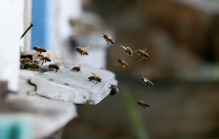 Yerli ırk arılar daha güçlü çıktı!