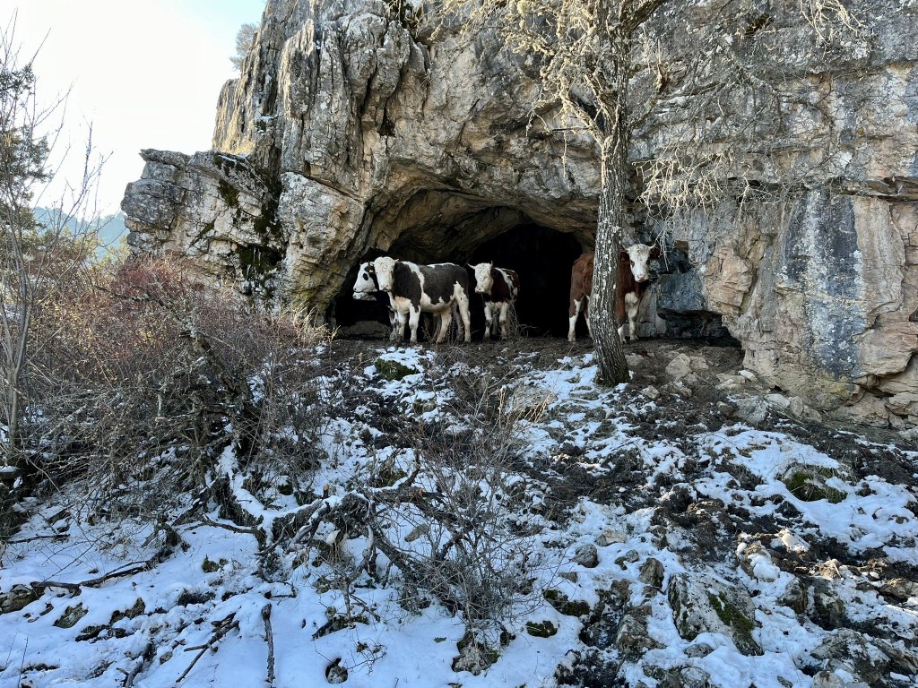 Ahırr
