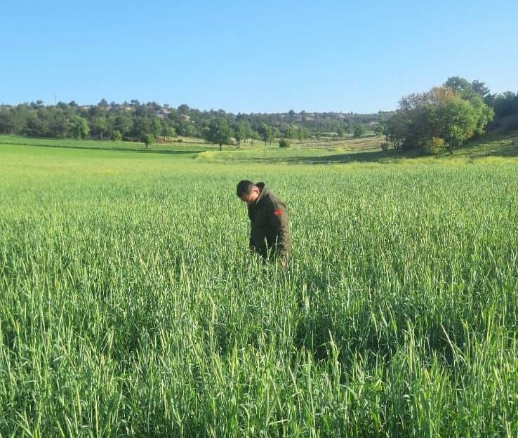 Afyon’da Süne Alarmi Tarim Müdürlüğü Sahada!