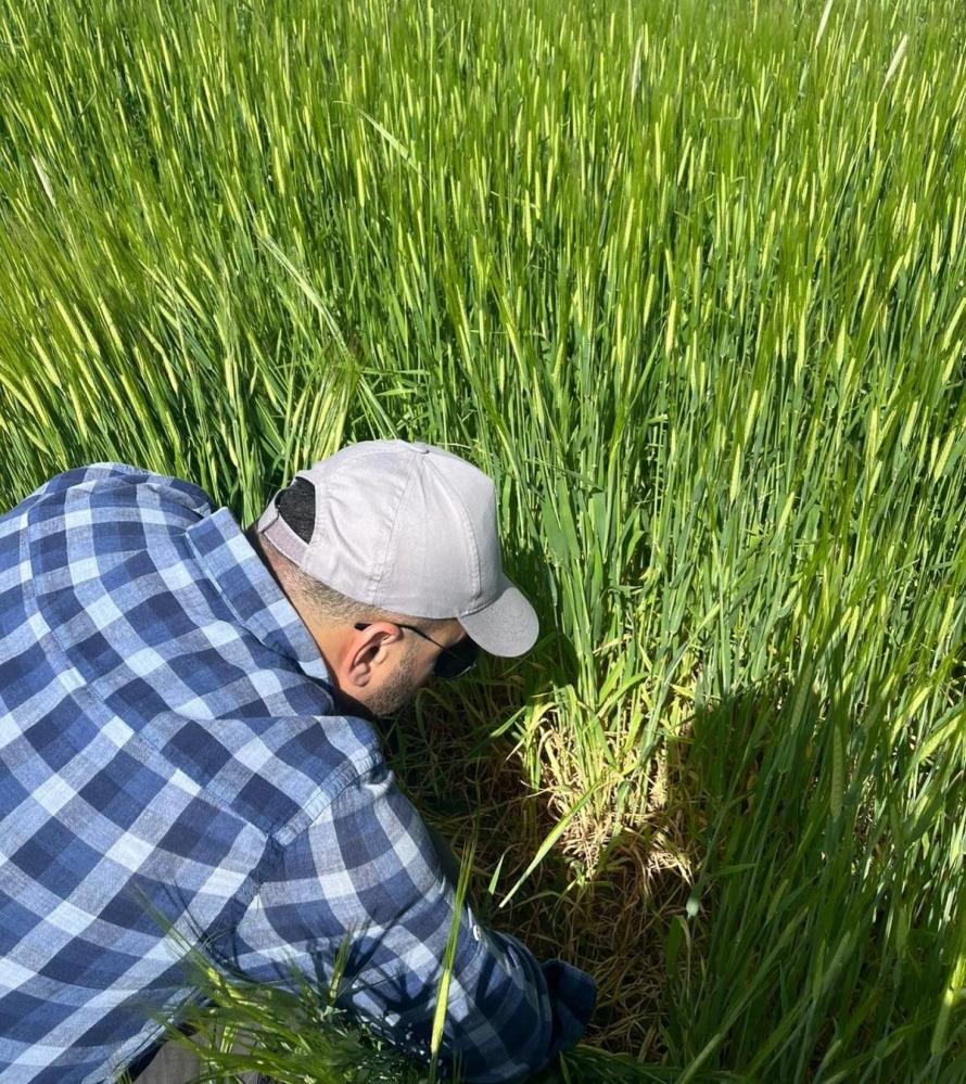 Afyon’da Süne Alarmi Tarim Müdürlüğü Sahada!1