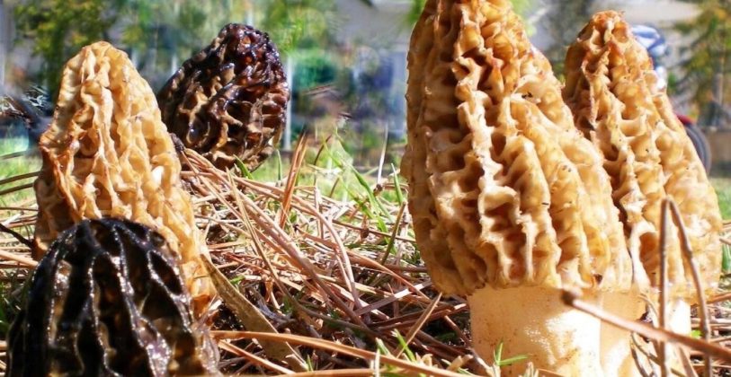 Altin Degerinde Urun Piyasaya Cikti Halk Elleriyle Topluyor Servet Degerinde 813X420