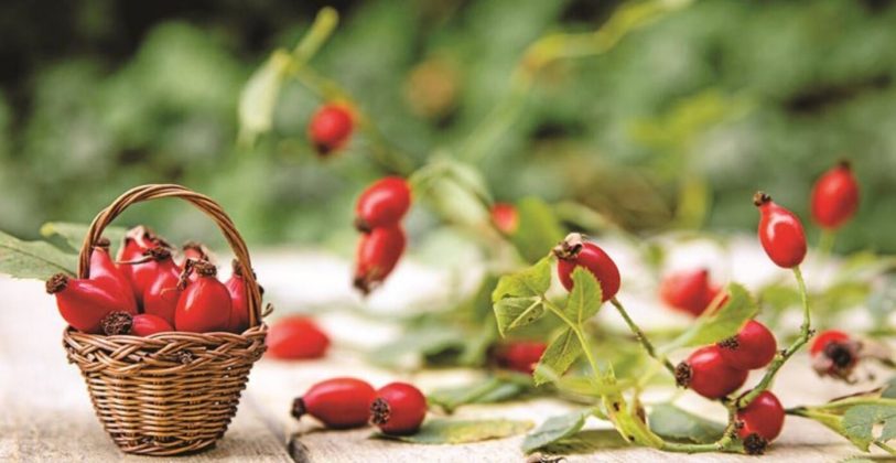 Bu Bitkiyi Ne Eken Yoruluyor Ne Bicen Daglarin Zirvesinden Gelen Servet Dagda Kendi Kendine Yetiyor Pazarda Yok Satiyor 813X420