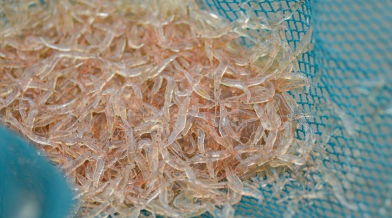 Gercek Bir Omega 3 Kaynagi Romatizmayi Azaltiyor Iltihabi Sokuyor