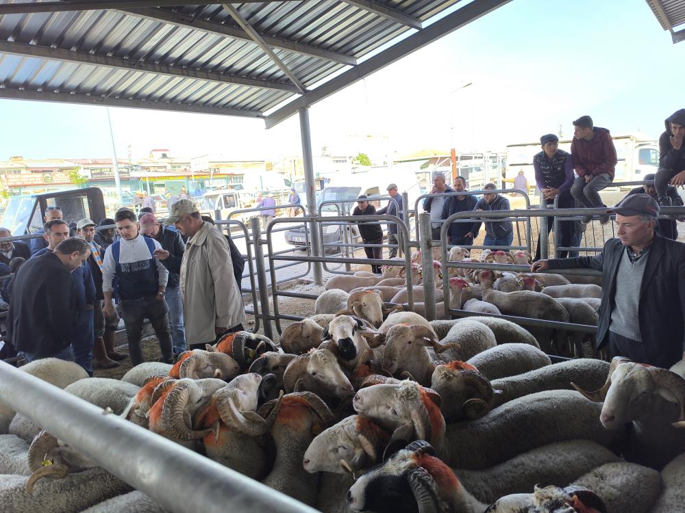 Şuhut Canli Hayvan Pazari Kizişti Küçükbaşlar Ne Kadar1