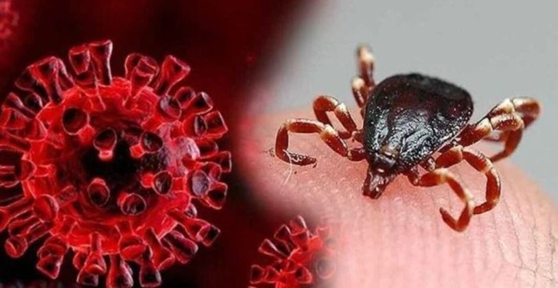 Havalar Isindi Sessiz Tehlike Geri Dondu Dokunmak Felaket Getiriyor Yesil Alanlarda Buyuk Risk 813X420