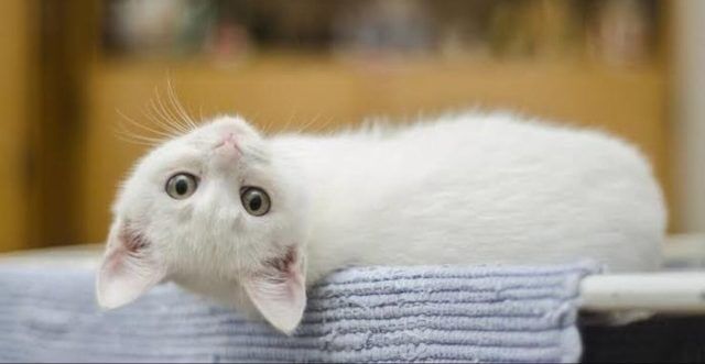 Kedilerin Pisi Pisi Deyince Bakmasinin Sebebi Meger. Sebebine Cok Sasiracaksiniz 640X331