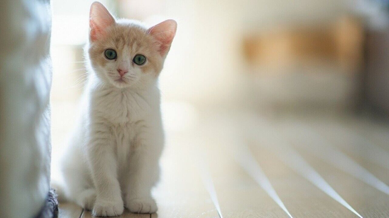 Kedilerin Pisi Pisi Deyince Bakmasinin Sebebi Meger Sebebine Cok Sasiracaksiniz