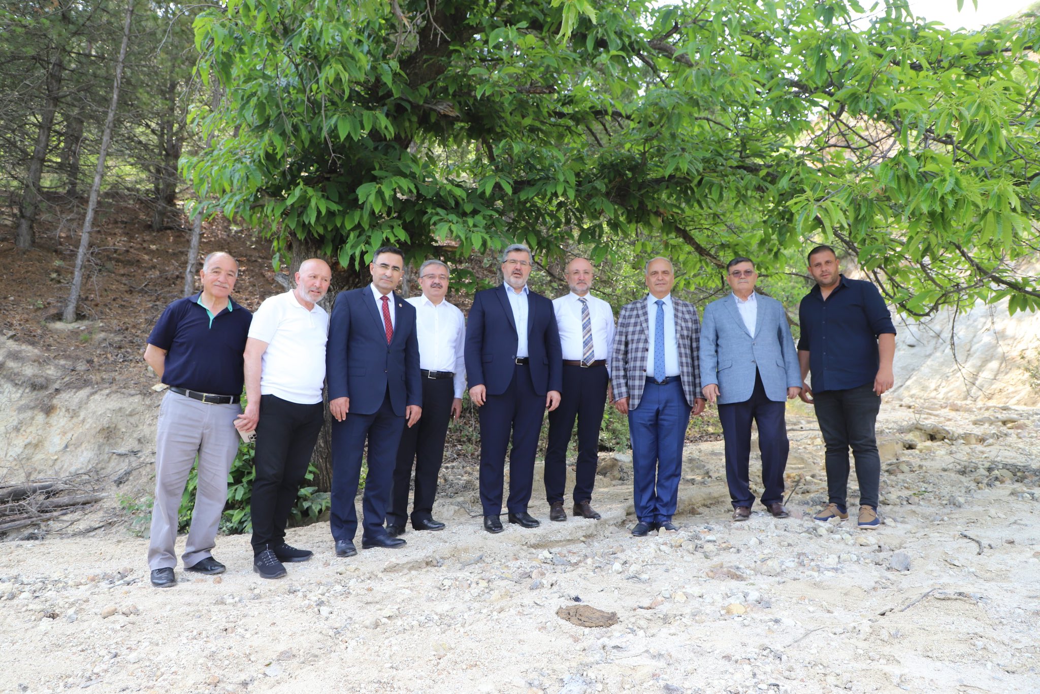 Kestane Ağacı