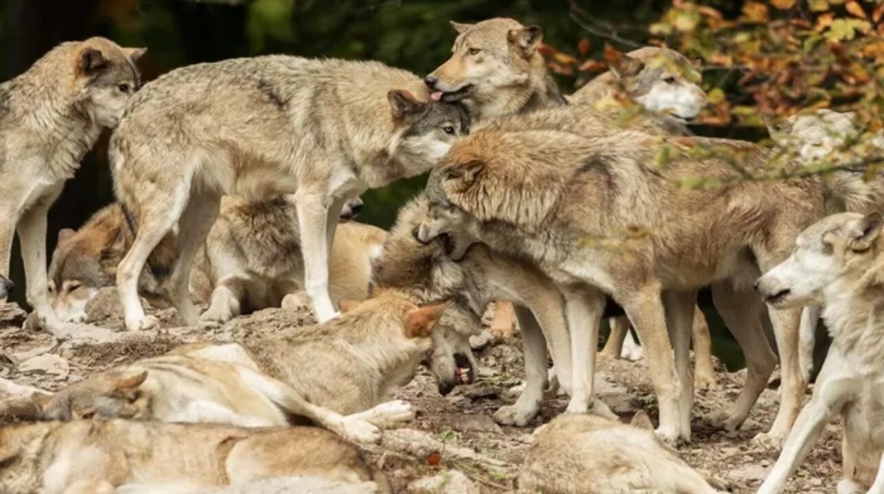 2-351