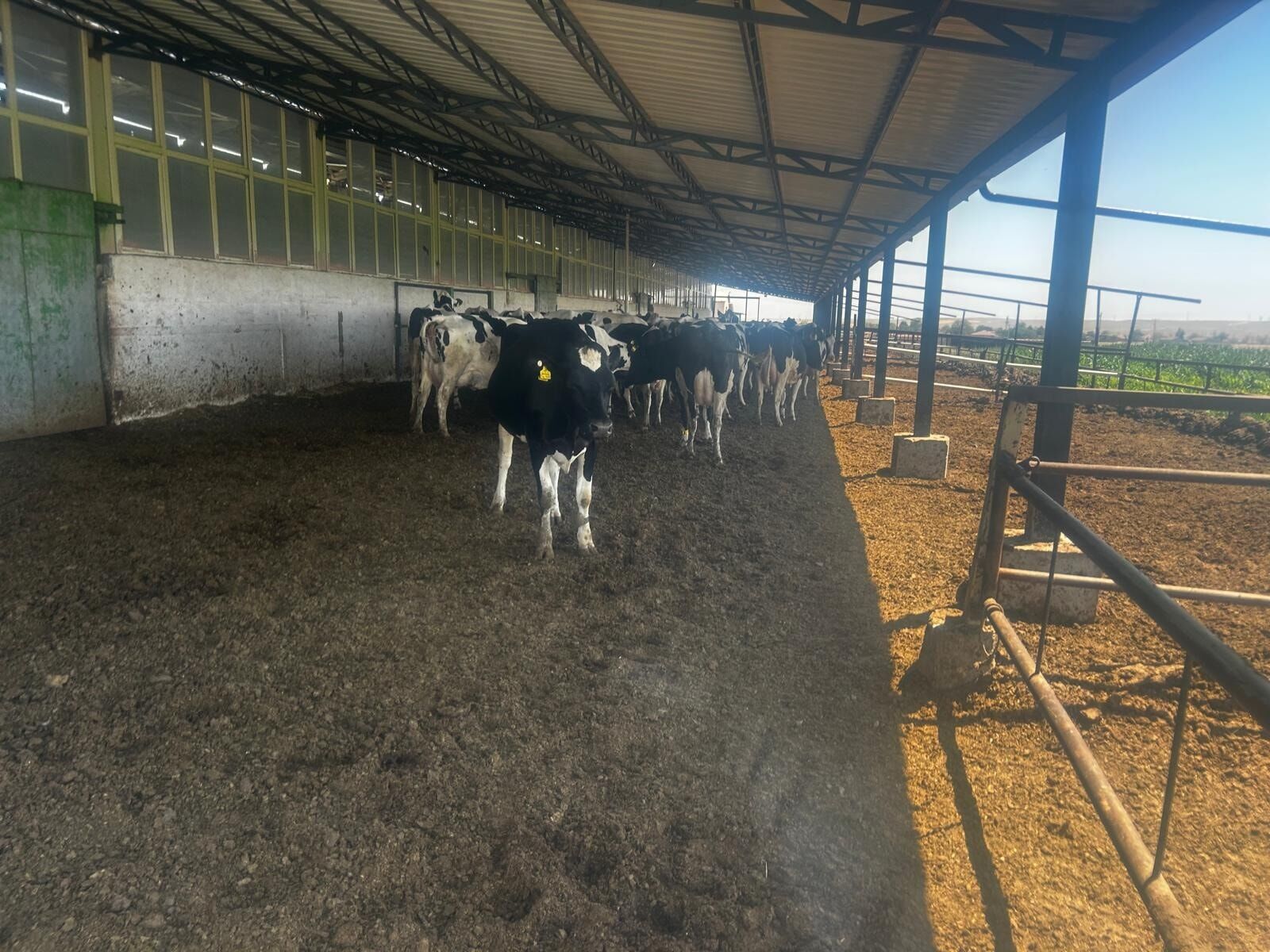 Afyon’da Hayvancilikta Önemli̇ Adi Serti̇fi̇ka Alan Sayisi Artiyor 2