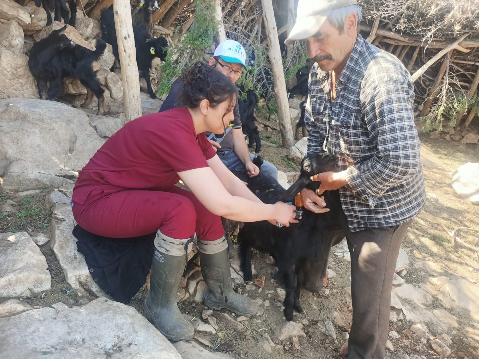 Afyonkarahisar’da Şap Hastalığına Seferberlik Başlatıldı 2